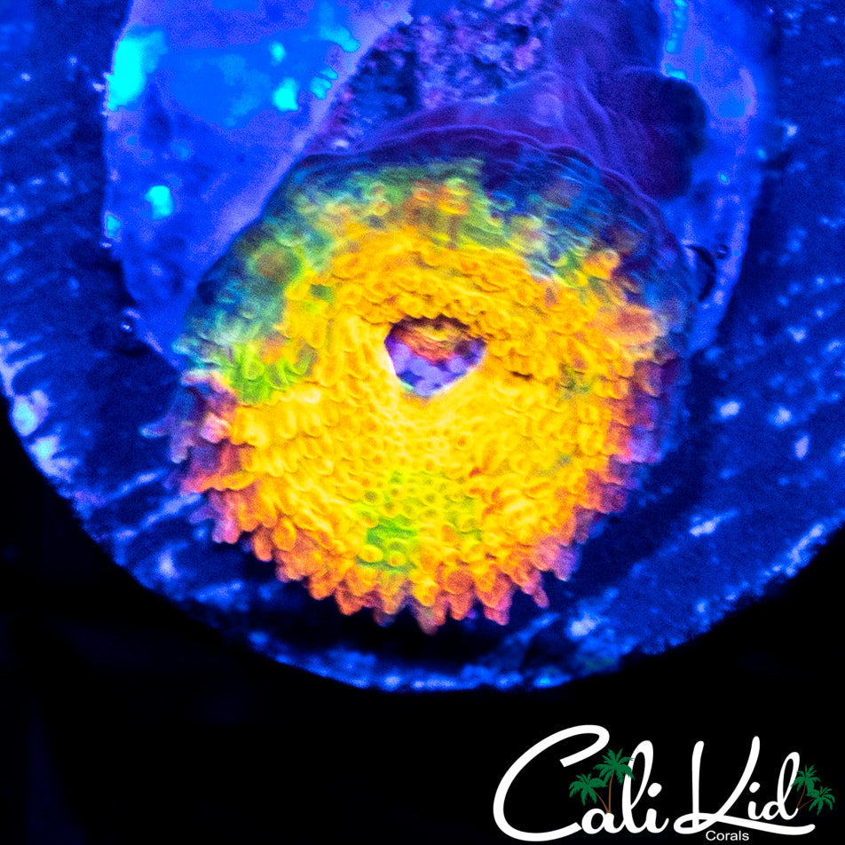 CK BANANA BOAT ACAN