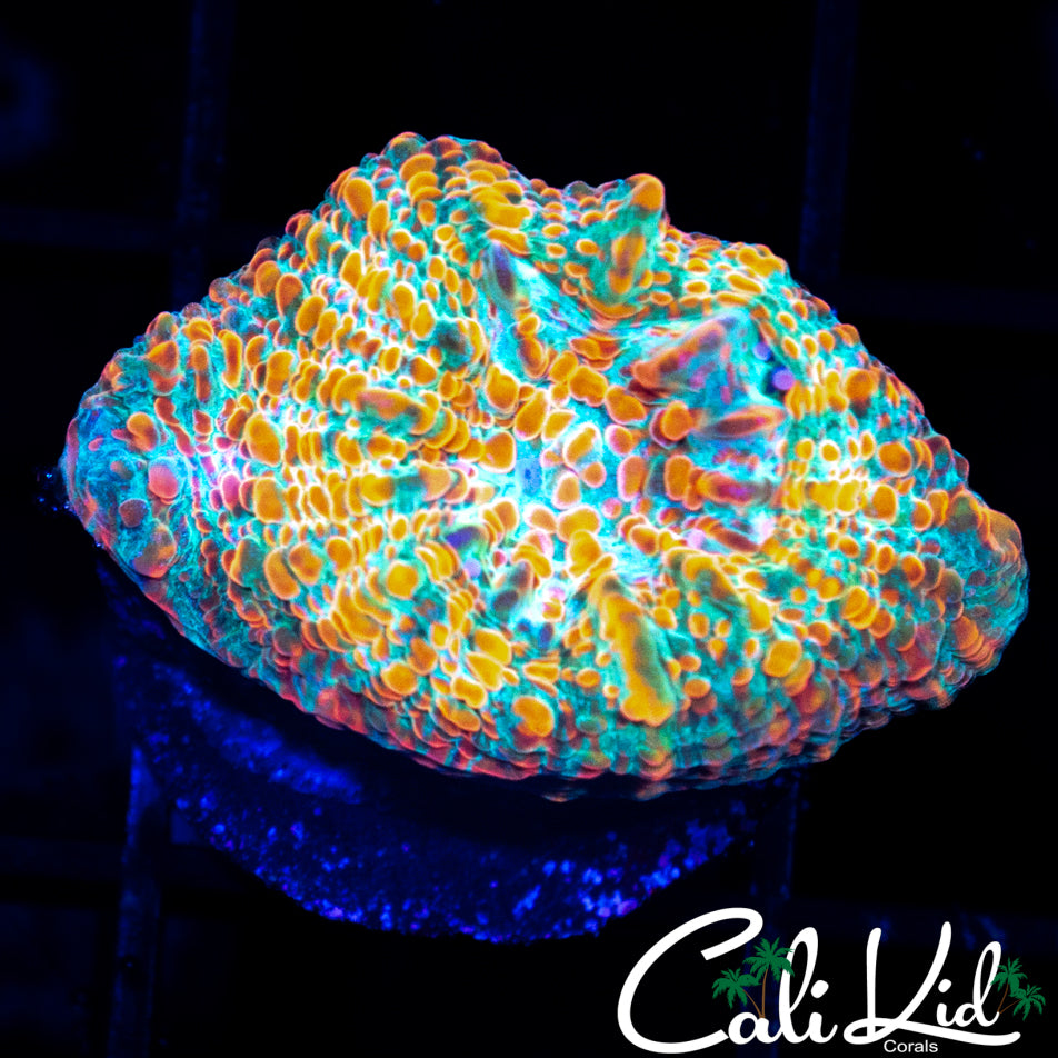 ORANGE CONVICT CHALICE