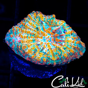 ORANGE CONVICT CHALICE