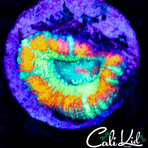 RARE ASIAN ACAN