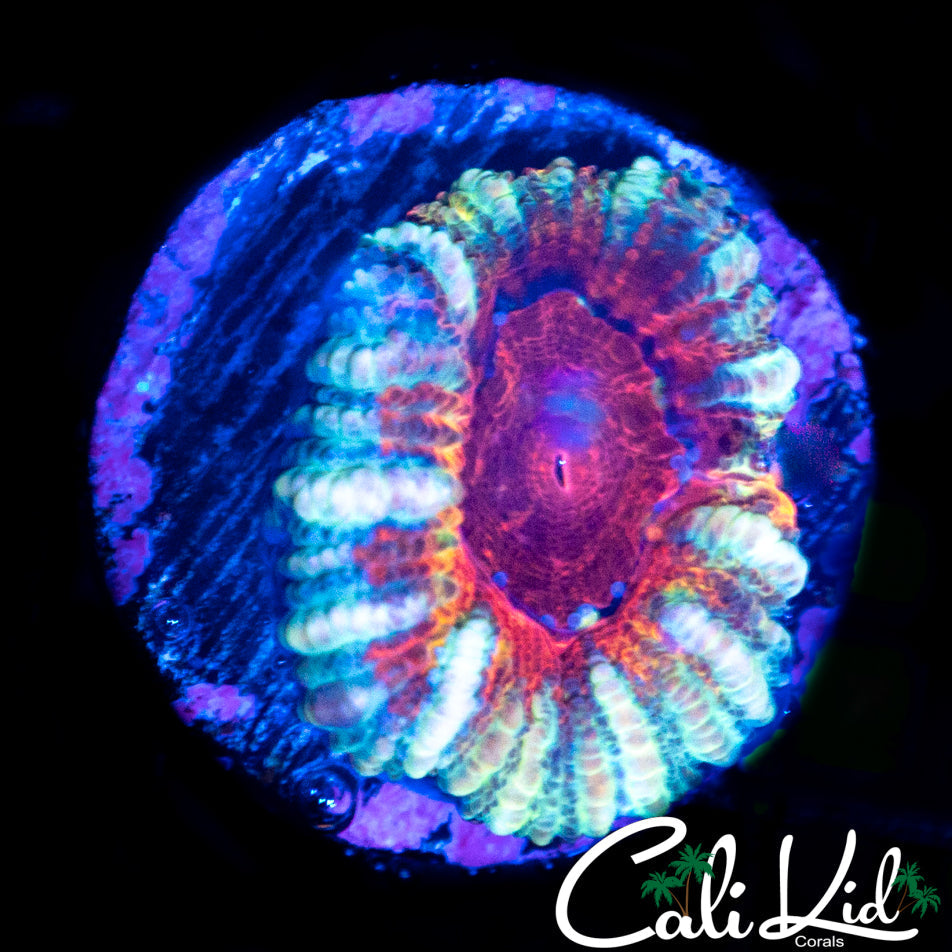 ULTRA RAINBOW ACAN