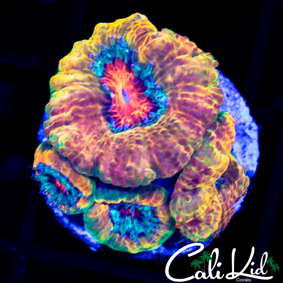 CK O.G. MERKULES MINI COLONY