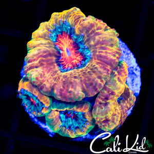 CK O.G. MERKULES MINI COLONY