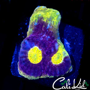 SOLOMAN ISLAND RAINBOW CHALICE