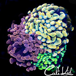 RAINBOW BRANCHING HAMMER BOUQUET