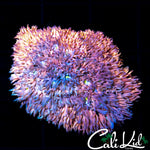 PINK KUSH GONI COLONY