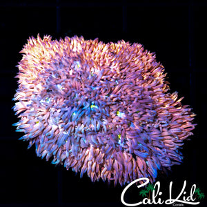 PINK KUSH GONI COLONY
