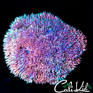 PINK KUSH GONI COLONY