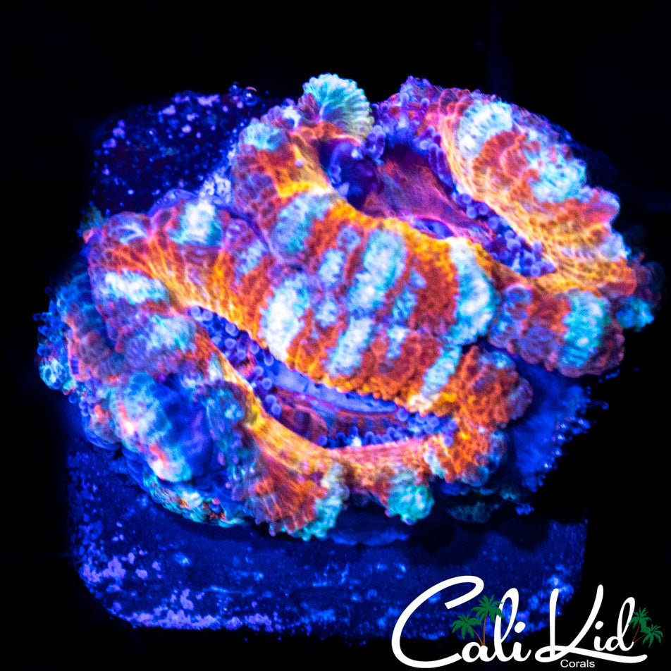 WHITE STRIPE ACAN DOUBLE
