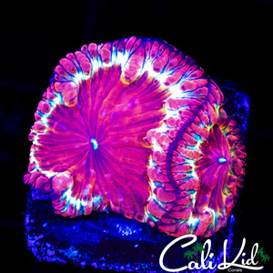 GOLDEN RIM BLASTO DOUBLE