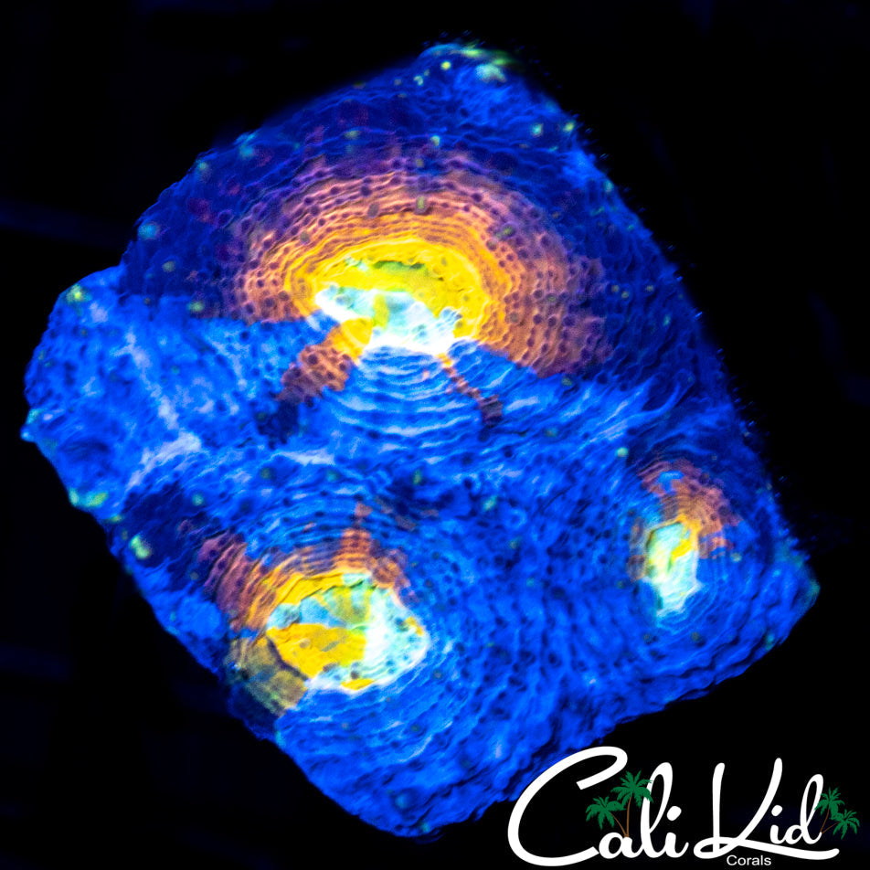 RAINBOW EYE ECHINATA