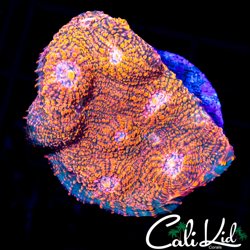 ULTRA CONVICT CHALICE CHUNK