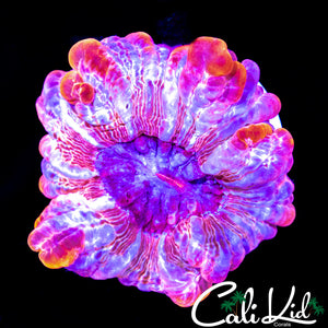RARE RAINBOW CYNARINA