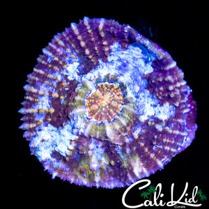 AUSSIE BUG EYE CHALICE COLONY