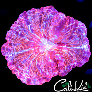 PINK SWIRL CYNARINA