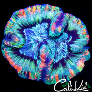 ULTIMATE RAINBOW TRACHY