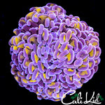 PURPLE / GOLD HYBRID HAMMER