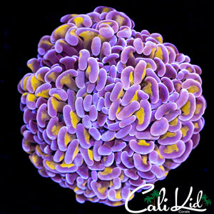 PURPLE / GOLD HYBRID HAMMER