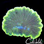LEMON LIME DIASERIS