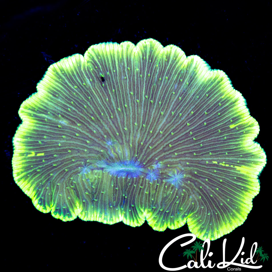 LEMON LIME DIASERIS