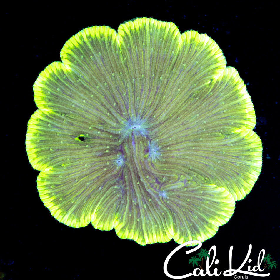 LILY PAD DIASERIS