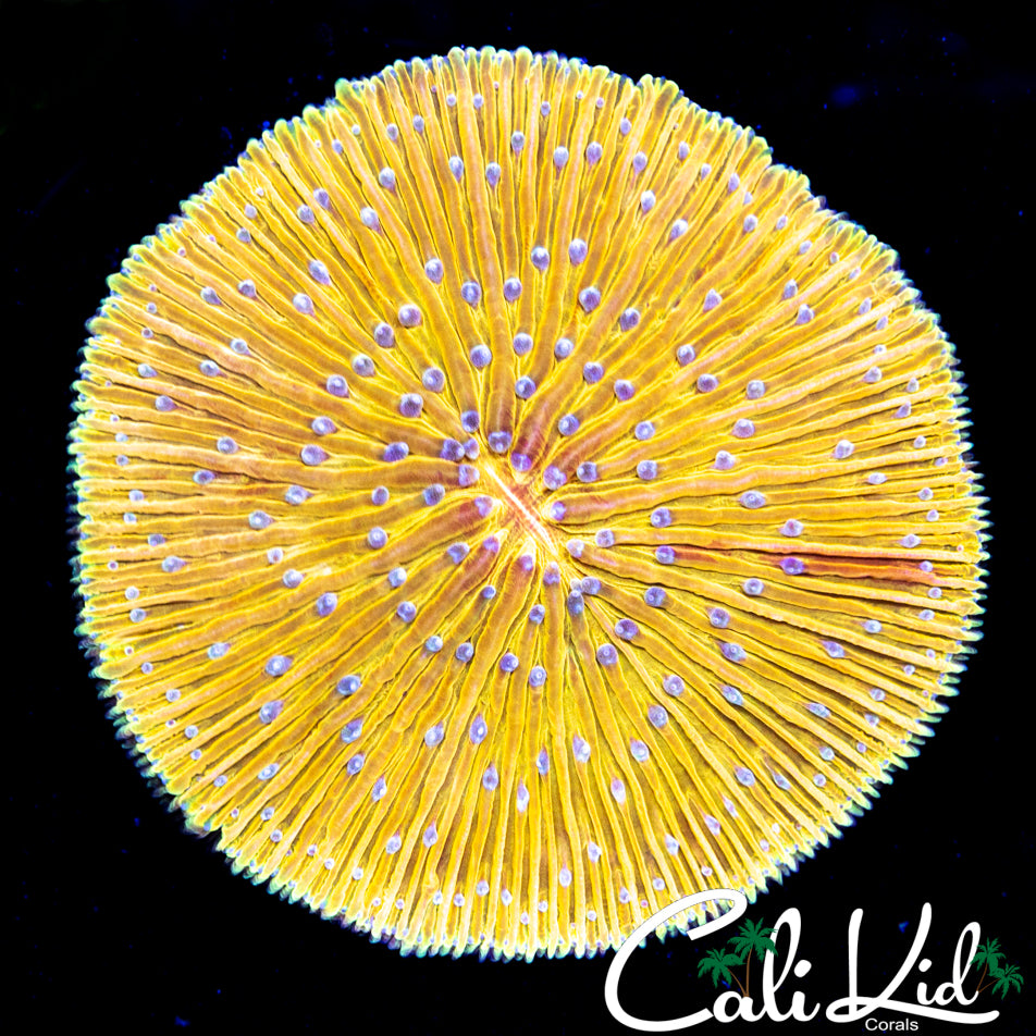 RARE ORANGE/YELLOW FUNGIA