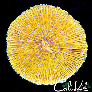 RARE ORANGE/YELLOW FUNGIA