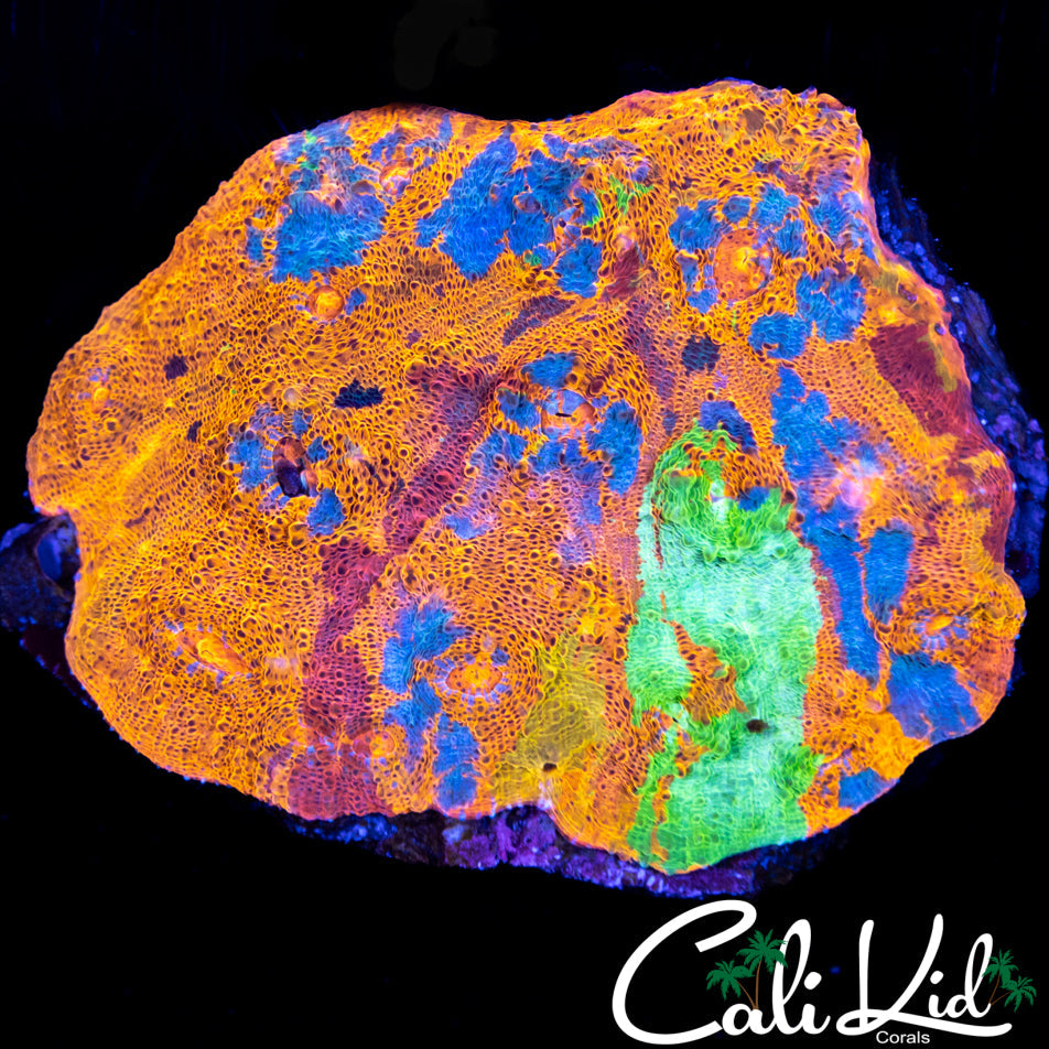 RARE RAINBOW CHALICE COLONY