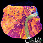 RARE RAINBOW CHALICE COLONY