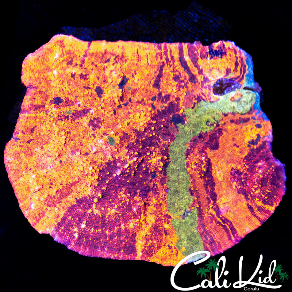 RARE RAINBOW CHALICE COLONY