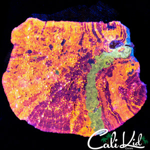 RARE RAINBOW CHALICE COLONY