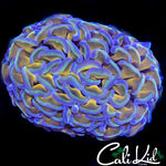 GOLDEN ROD BRANCHING HAMMER