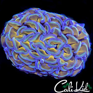 GOLDEN ROD BRANCHING HAMMER