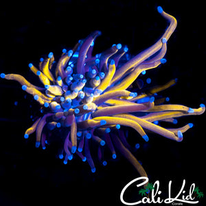 GOLDEN INDO FAT HEAD TORCH