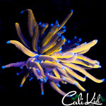 GOLDEN INDO FAT HEAD TORCH