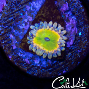 MYSTERY ZOA