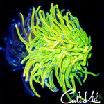 RARE GRAFTED TORCH