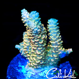 RAINBOW ACRO FRAG