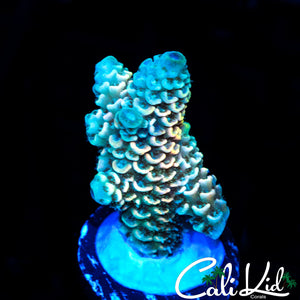 RAINBOW STAG FRAG