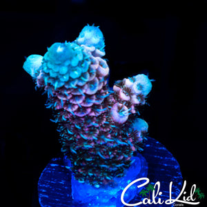 BI COLOR MILLI FRAG