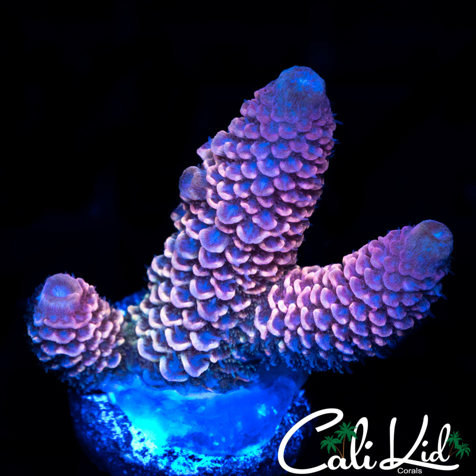 RAINBOW STAG FRAG