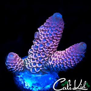 RAINBOW STAG FRAG