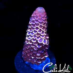 RAINBOW STAG FRAG