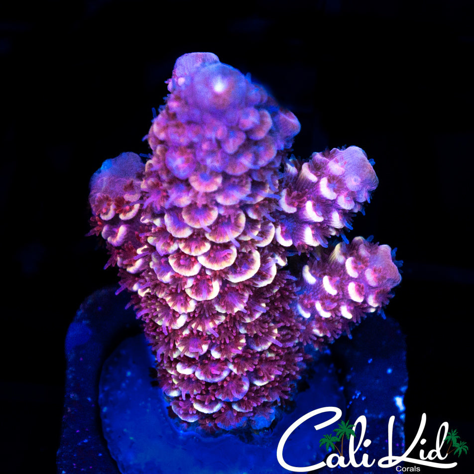 HOT PINK STAG FRAG