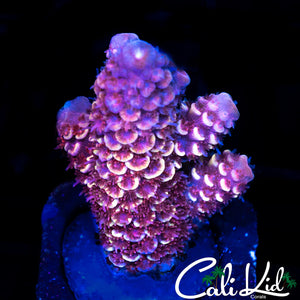 HOT PINK STAG FRAG