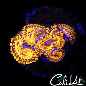 GOLDEN MAUL MINI COLONY