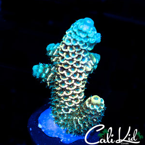 RAINBOW ACRO FRAG