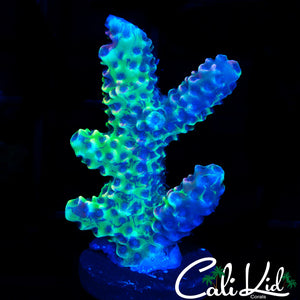 ULTRA SWIRL ACRO FRAG