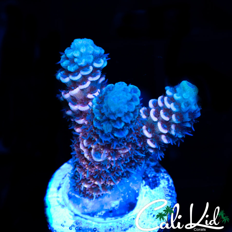 BI COLOR MILLI FRAG