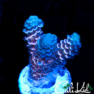 BI COLOR MILLI FRAG